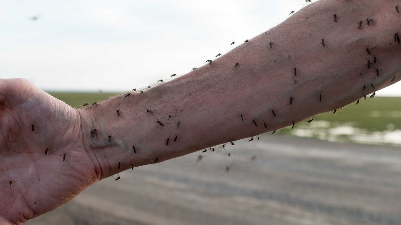 genetycznie zmodyfikowane komary