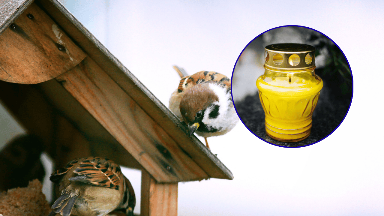 W całej Polsce w karmnikach pojawiły się znicze. Ekspertka wyjaśnia o co chodzi