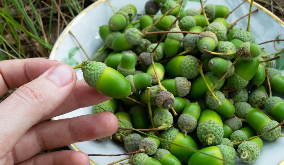 Żołędzie w kuchni. Ten patent zna garstka osób