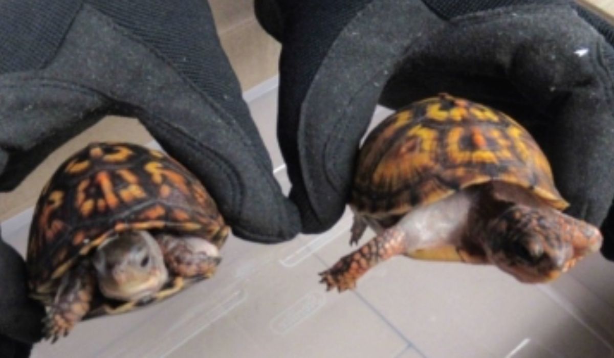 żółwie z przemytu