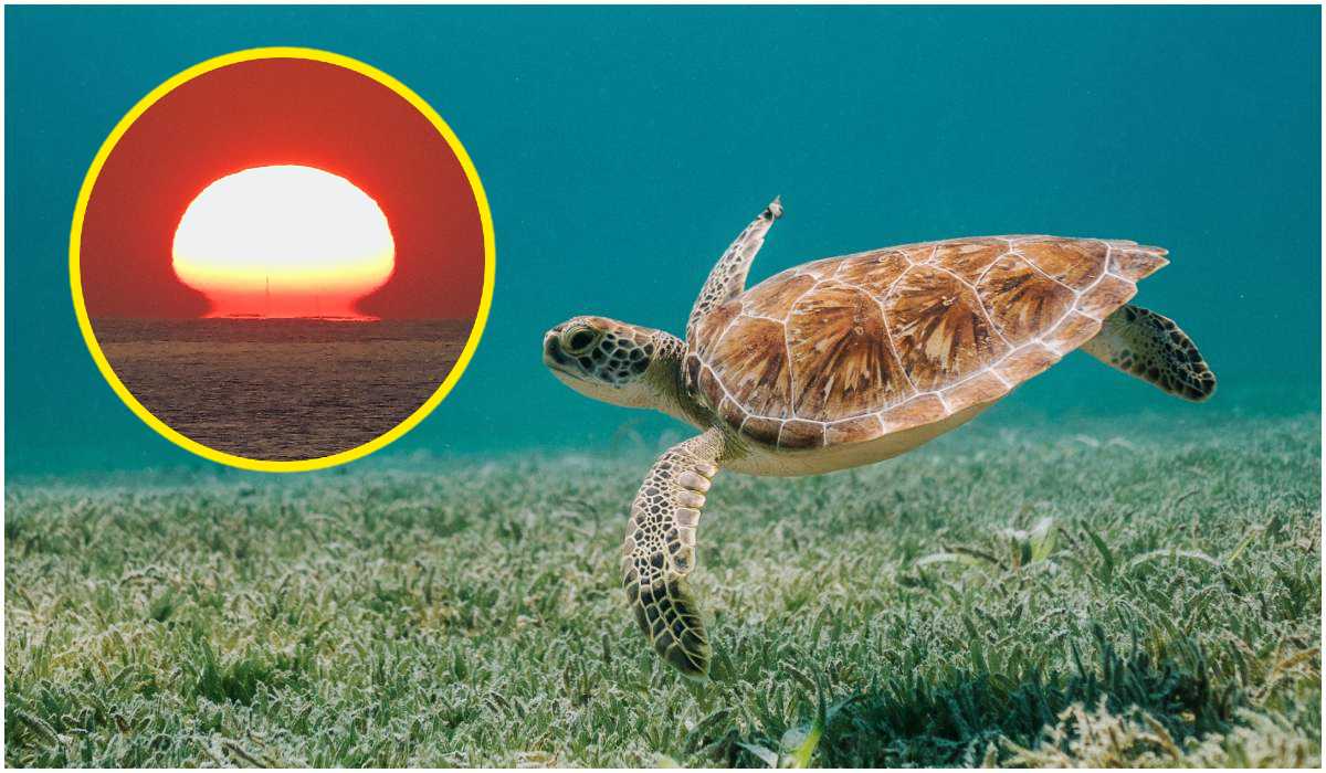 Skorupie żółwi od lat skrywają pewną mroczną tajemnicę