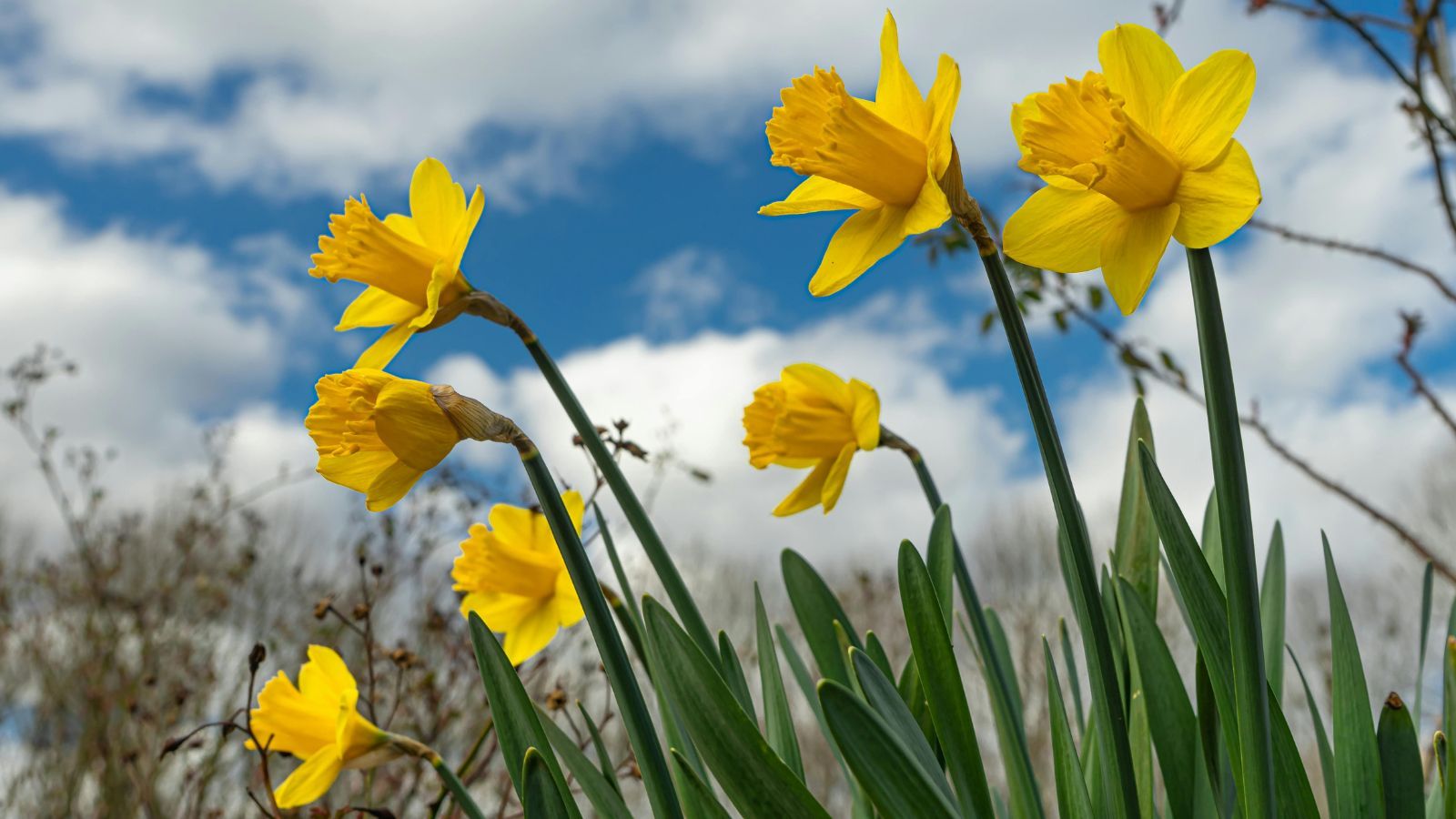 Polacy uwielbiają te wiosenne kwiaty. Niewielu wie, że są trujące i mogą stanowić zagrożenie