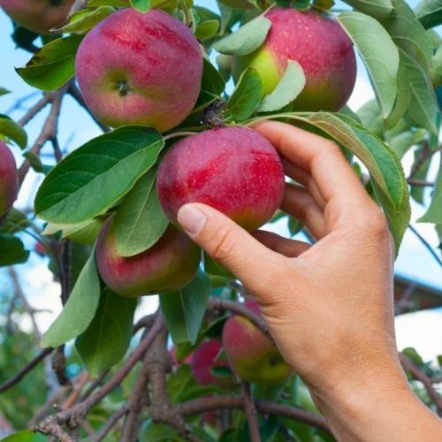 Kradli jabłka z sadu. Wynieśli tony, zatrzymała ich policja