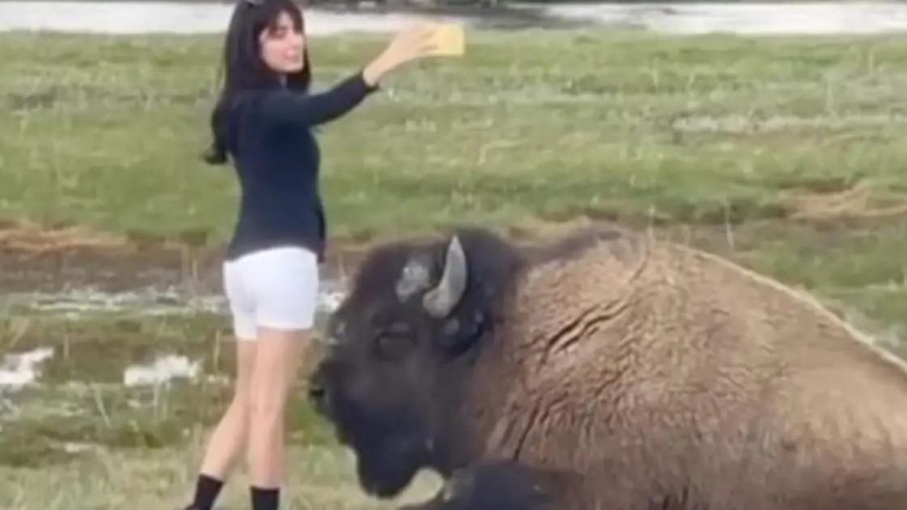 Zbliżyła się do bizona, żeby zrobić selfie. Tak zareagowało zwierzę