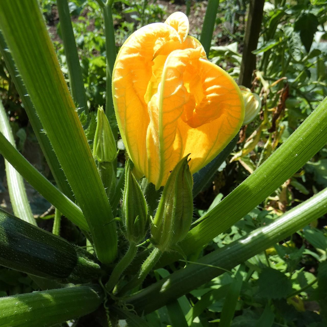 zucchini-flower-6507107_1280.jpg