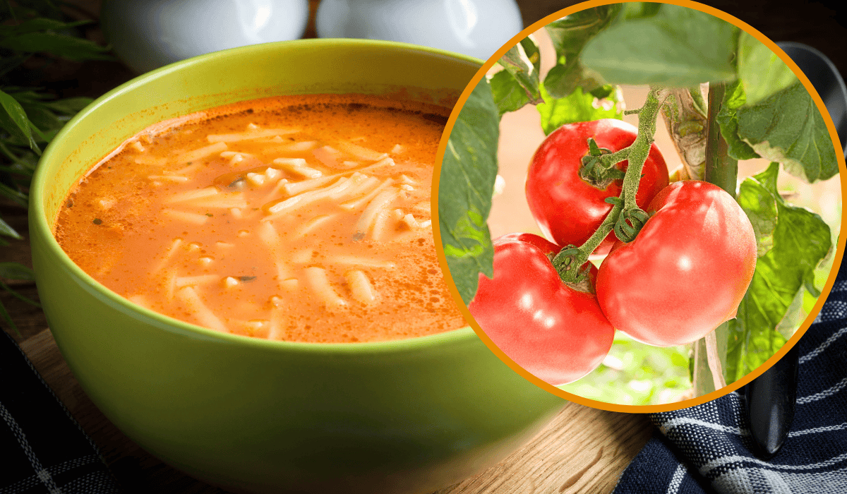 zupa pomidorowa